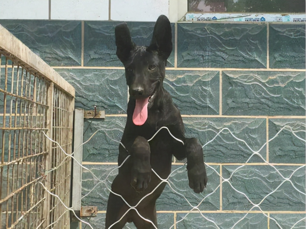 狗界“霸气”的几种狗，家里养一只，小偷不进门