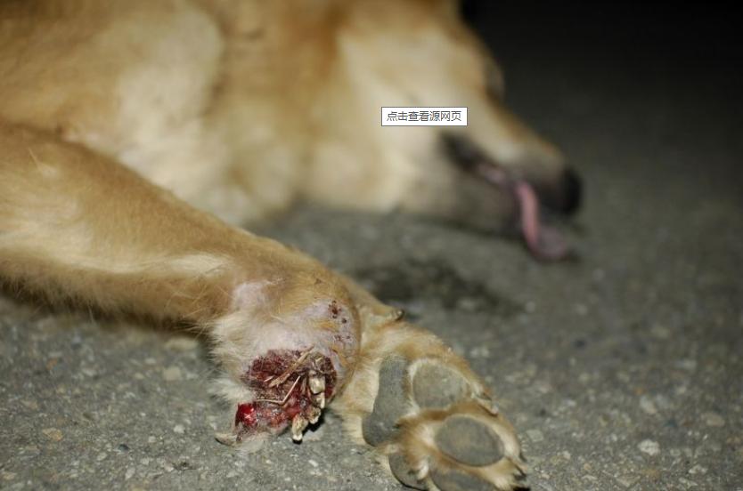 户外踏青驴友必看，伤人的野猪夹子预防识别及自我解救的三个方法