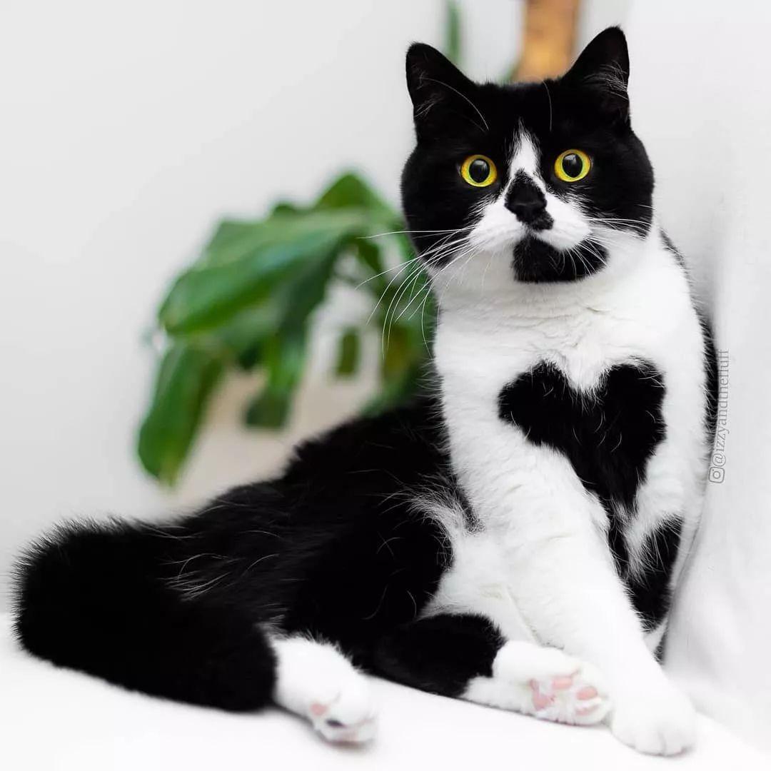 中华田园橘白猫脾气好吗,中华田园白猫配什么猫