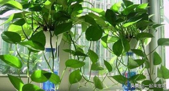 绿萝如何养护长得更快,绿萝多长时间能长到1米长