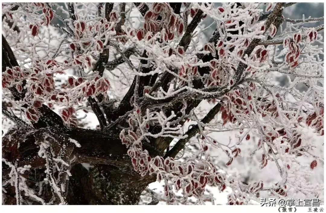 松子榛子,榛子东北榛子