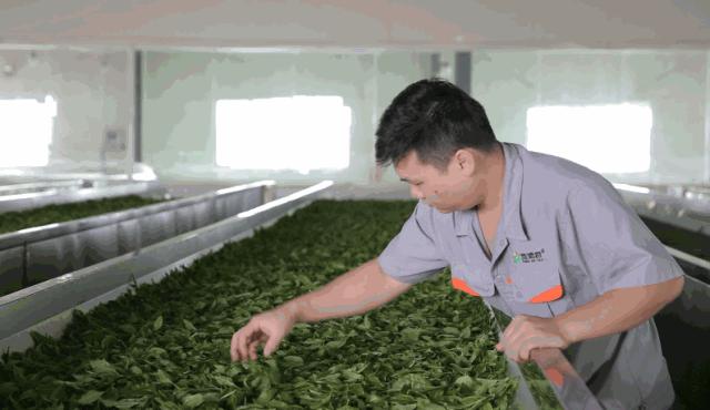 你买的茶叶包装有没有问题,你买的茶好喝搞笑的视频