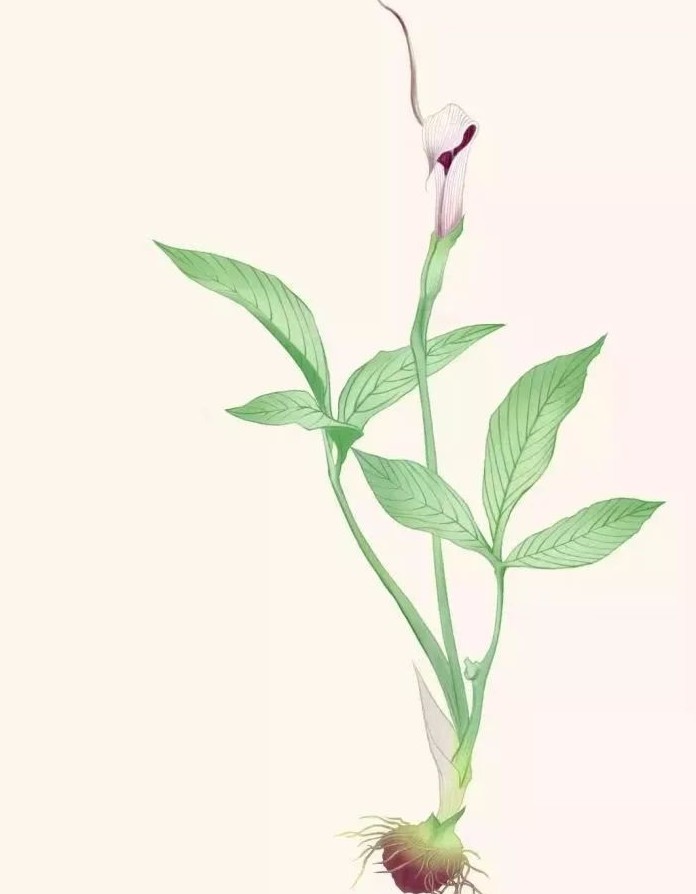 夏半而生故名半夏，说说这个化痰良药