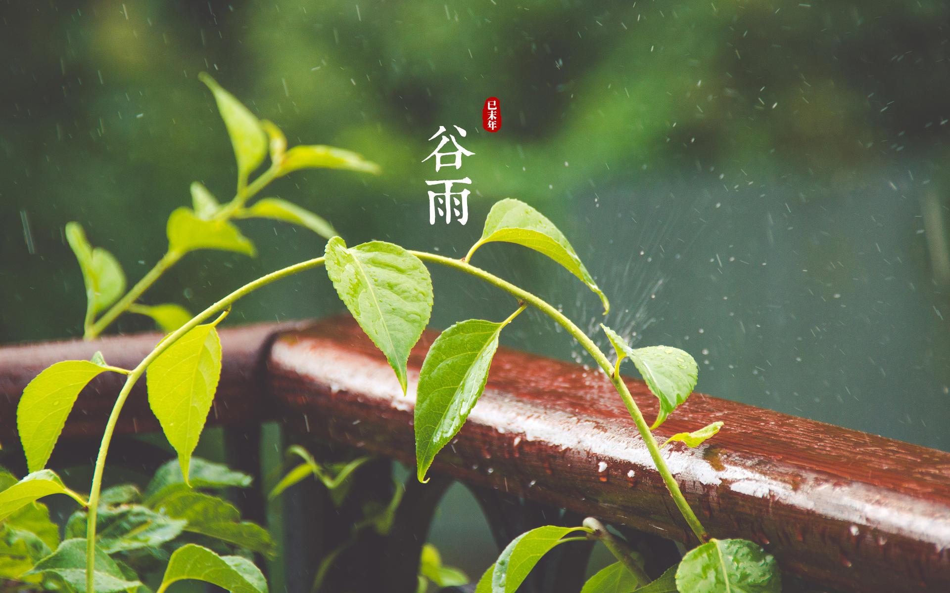 品谷雨茶，聊中国第五大发明——二十四节气