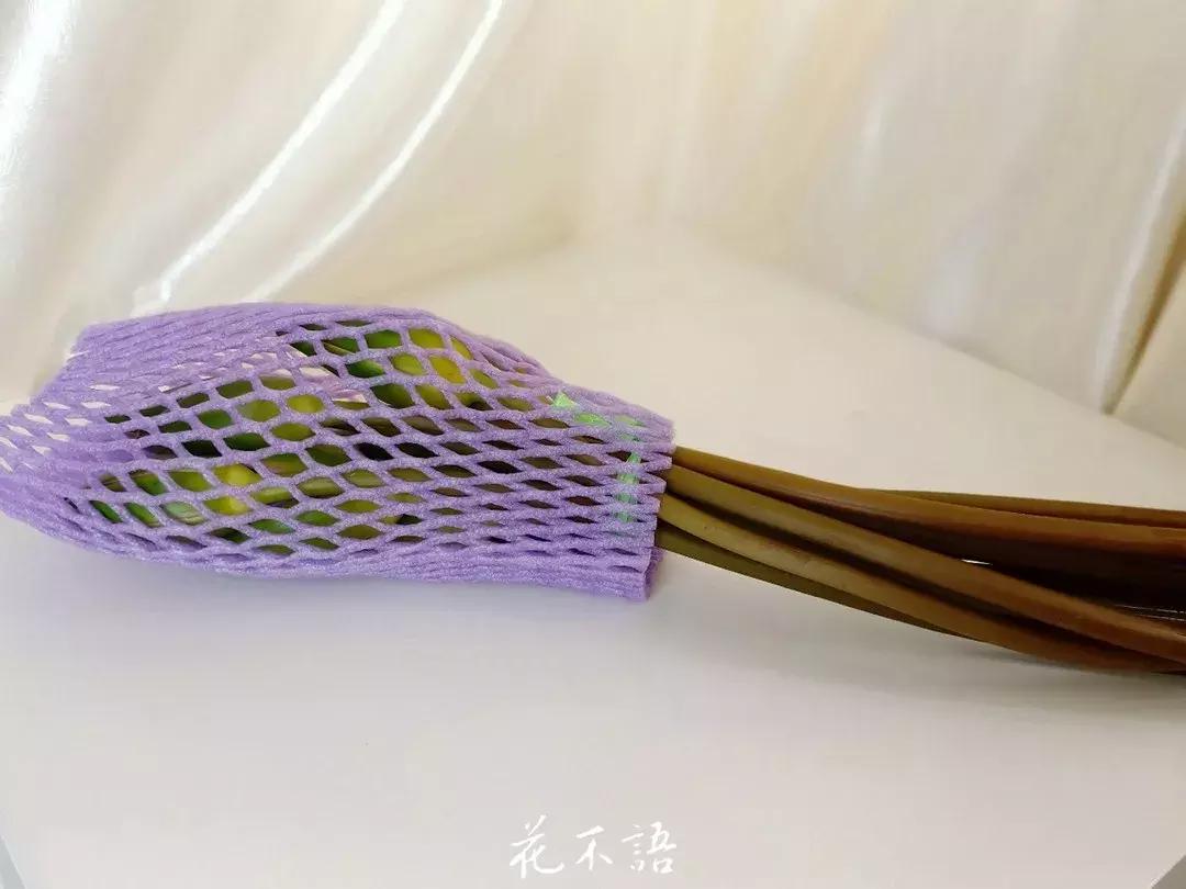 睡莲9月的养护,睡莲的养护方法文字