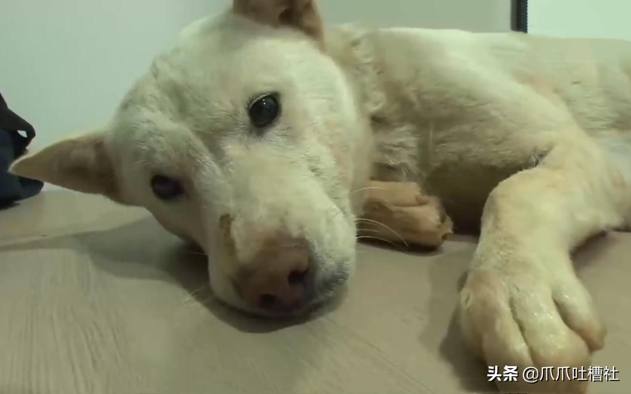 刚出生流浪小奶狗被虐待打断腿,救出长期被虐待流浪狗