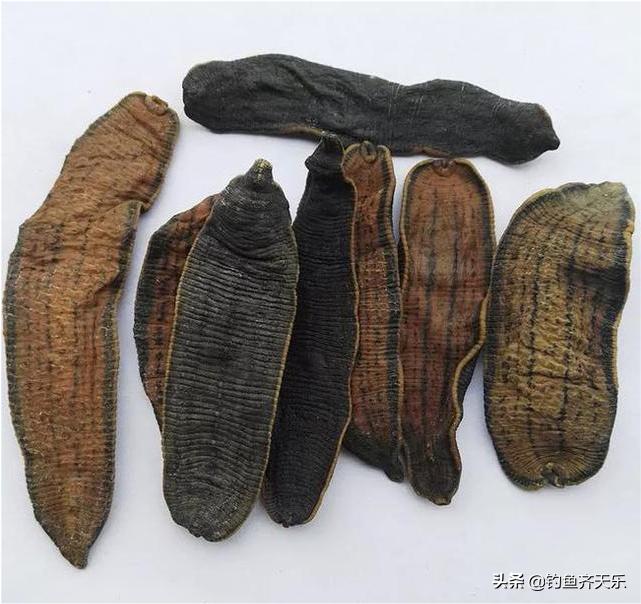 钓友野钓捡获一只巨鳖,58斤大鳖突然浮出水面吓坏江边人