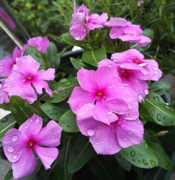 13种有毒的盆栽花卉有哪些,十种有毒的花卉有哪些