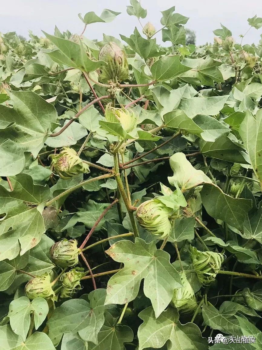 棉花长势弱怎么管理,棉花徒长