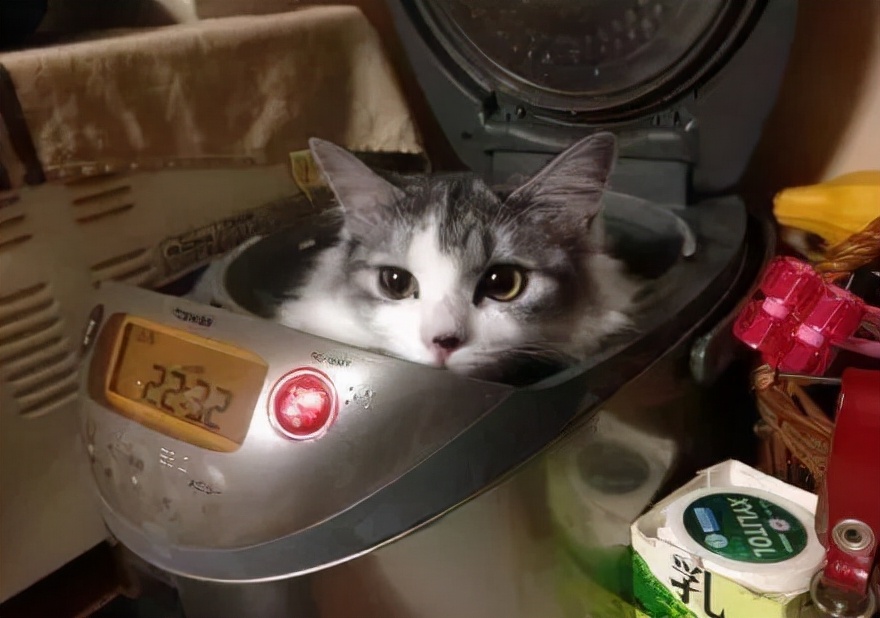 南方养猫跟北方养猫什么区别,北方养猫为什么比南方好