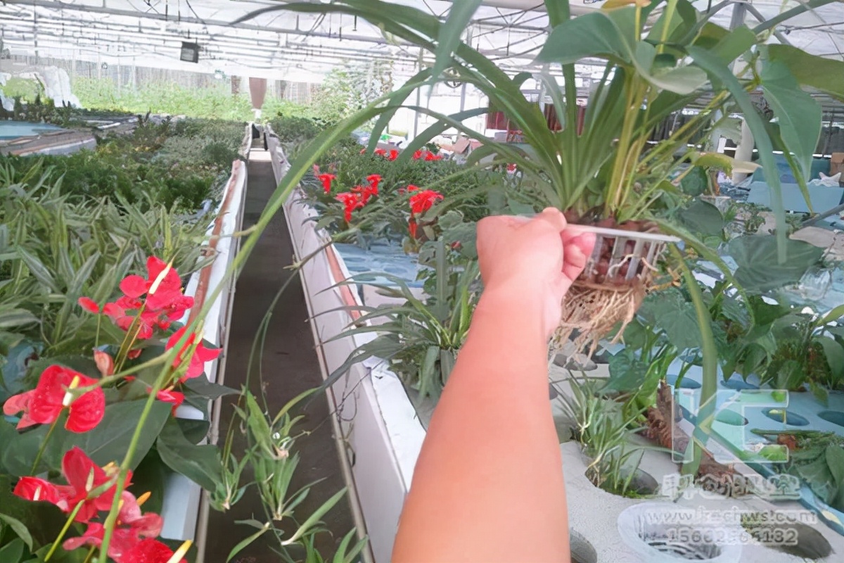 荷花种藕无土种植教程,荷花无土栽植所用的营养液