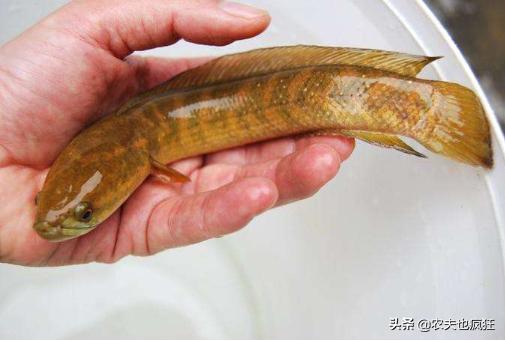 野生七星鱼值钱,野生七星鱼图片及价格