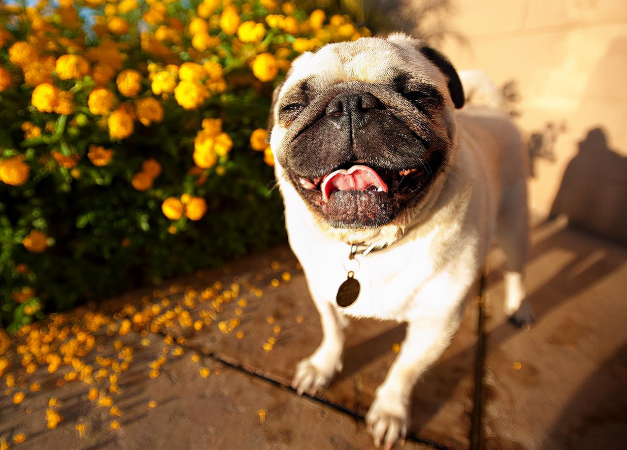 巴哥犬科普小知识,巴哥犬的五大优点和缺点
