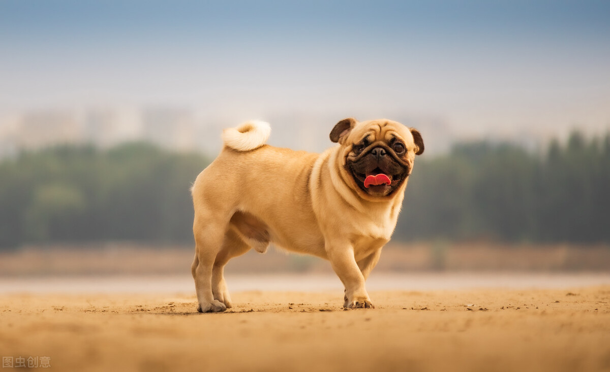 巴哥犬好养吗养巴哥犬的注意事项,八哥犬和巴哥犬有什么区别呢