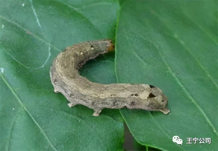 玉米上的虫害打什么药,玉米虫害防治口诀谚语