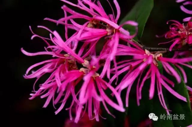 檵木小老桩盆景,檵木盆景图片大全