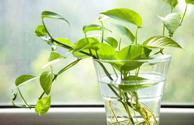 一年四季常绿比绿萝还好养,绿萝四季常绿是什么意思