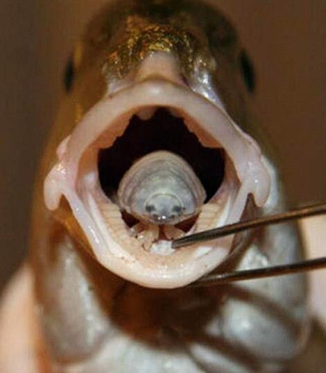 100个搞笑冷知识动物,奇葩动物冷知识你都知道哪几个