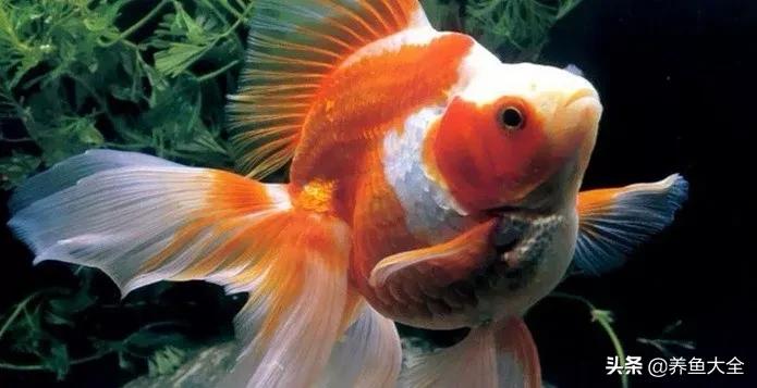 什么金鱼好养又好看,养哪种金鱼又好看又好养