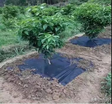 搞农业真的难吗,不打除草剂能除草的方法