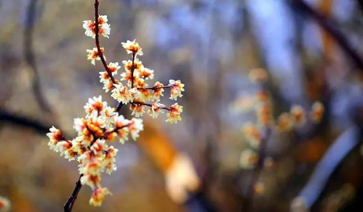 许昌免费赏梅景区有哪些,赏桃花正当时