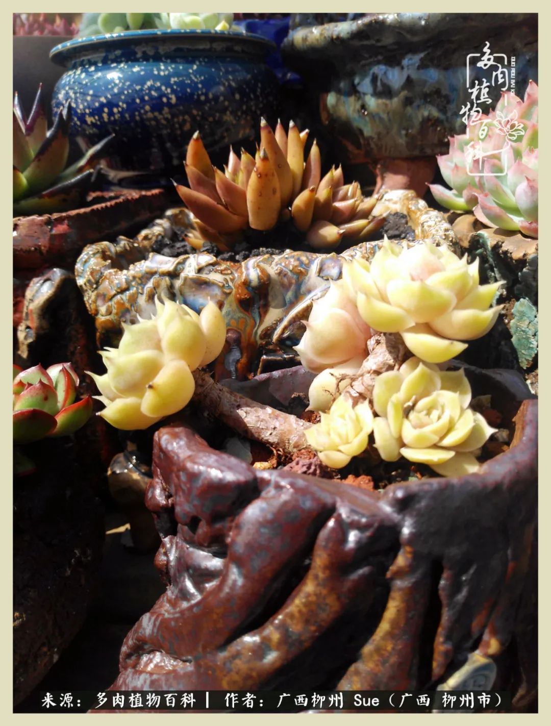 艳阳高照凉爽贵州，我要勤快地捕捉美好！（二）