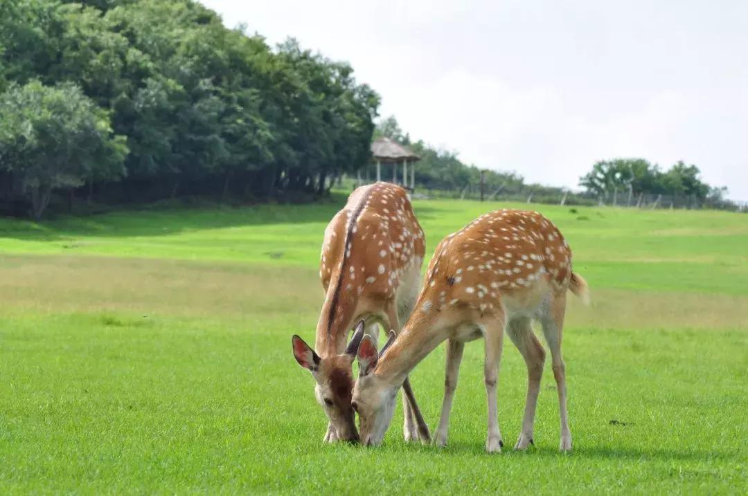 10个闺蜜沿着中俄罗斯边境自驾游,10个闺蜜结伴游中苏边境线