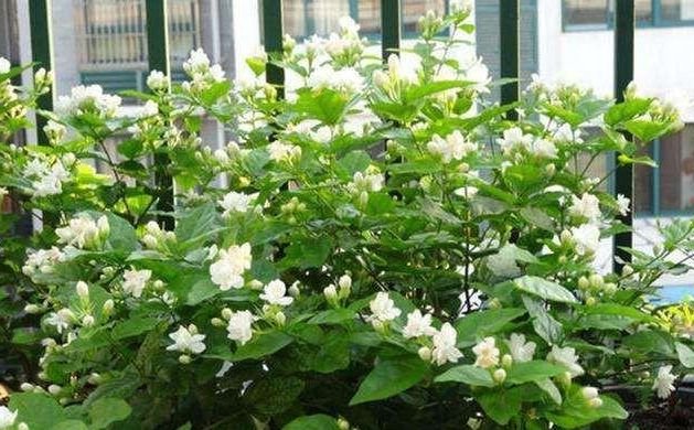 6种花室内不要养对身体伤害极大,吸甲醛最好的10种花