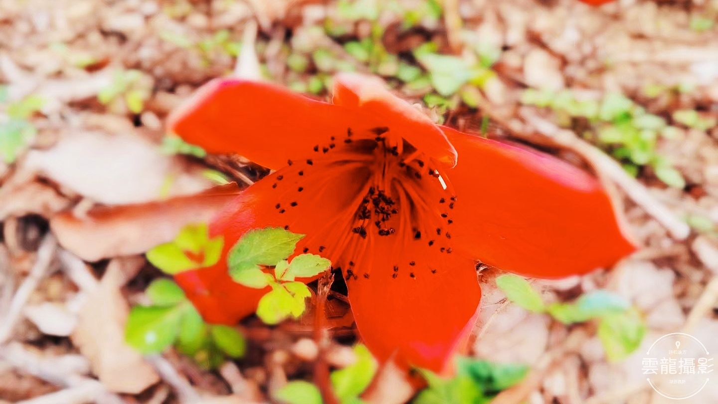 「五絕」平聲三十韻•春系列（18-37）首