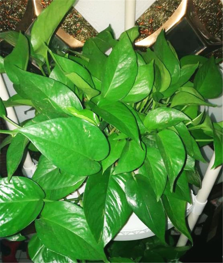 自动吸水绿萝怎么换土,自吸水绿萝可以直接浇水