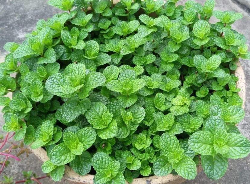 蚊子最讨厌的4种花家里养上一盆,蚊子最怕的四种花是哪四种