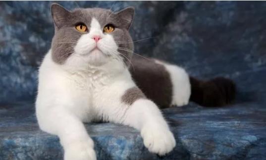 常见宠物猫的品种及价格大全,世界上最大的宠物猫品种