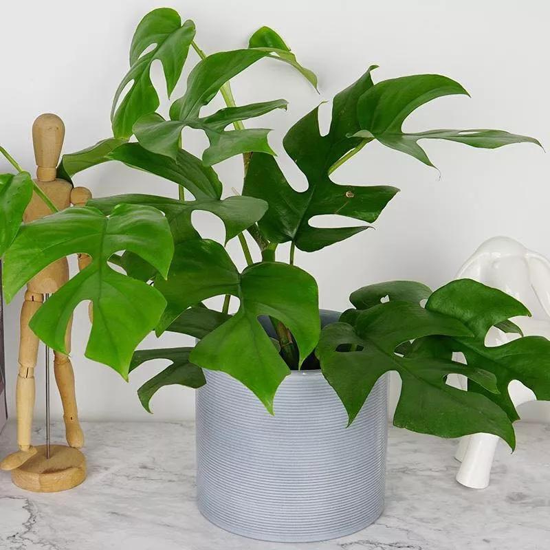 刚装修的新房放什么植物去甲醛,装修房子吸甲醛最好的是什么植物