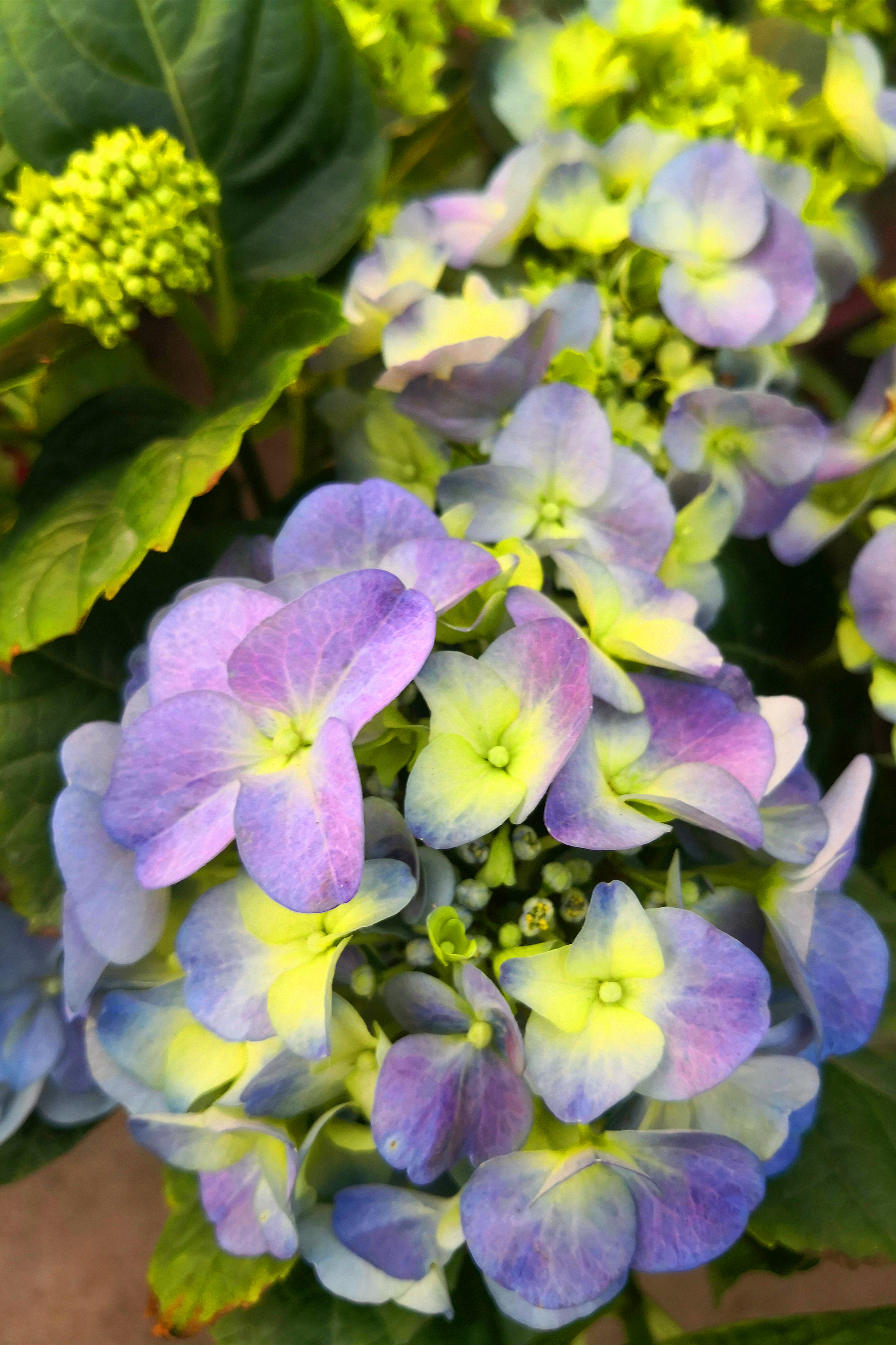 东营最大的花卉批发市场在哪里,东营地区哪里有花卉市场