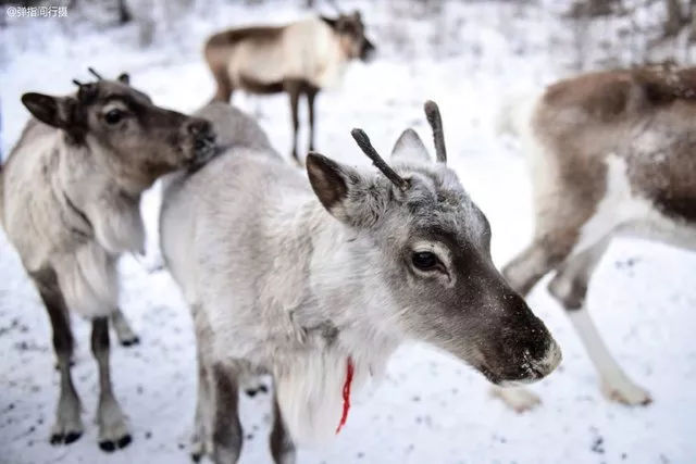 呼伦贝尔的民族风光和习俗,呼伦贝尔巴尔虎民俗文化