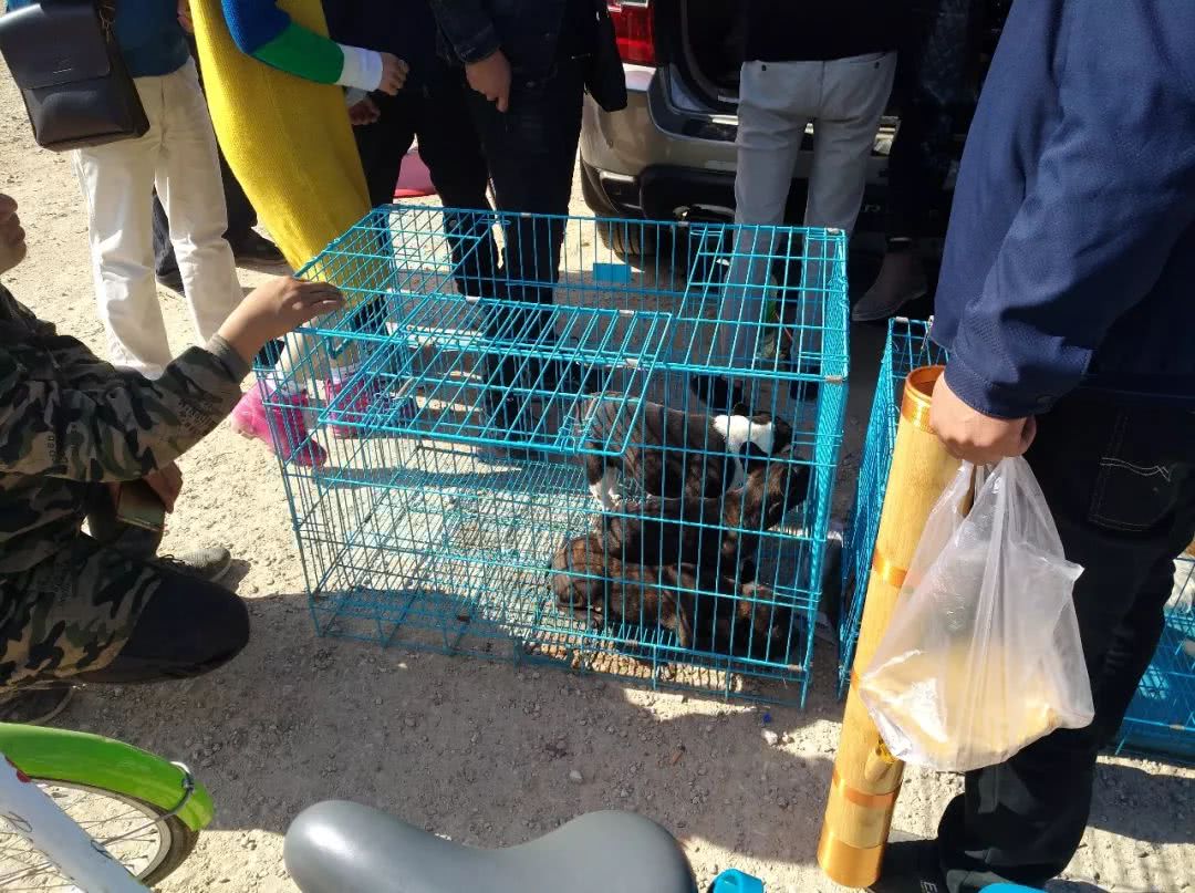 去宠物店买斗牛犬,去狗狗市场买斗牛犬