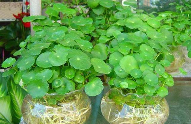 怎样养花花期长得快又好看,在家养花怎么养才会多开花