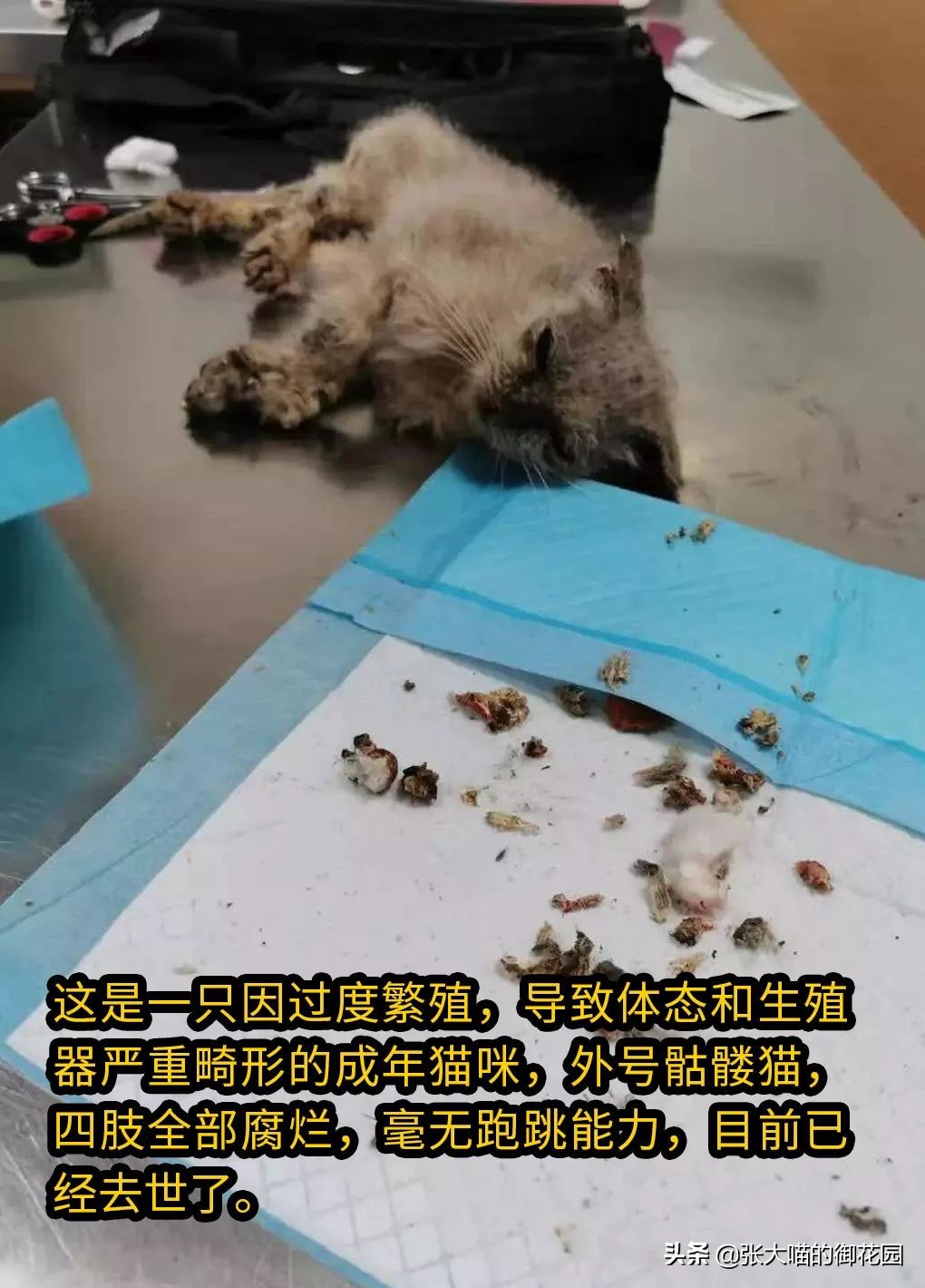 猫咪生过小猫还要绝育吗,为什么不建议猫生一窝再绝育
