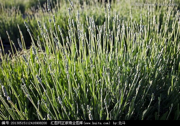 薰衣草生长过程简介,薰衣草从小到大的生长过程