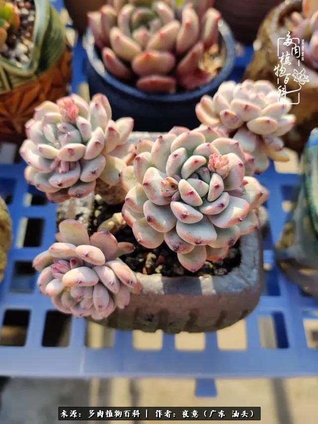 广东春天多肉图片大全,这个季节的多肉状态是最美的