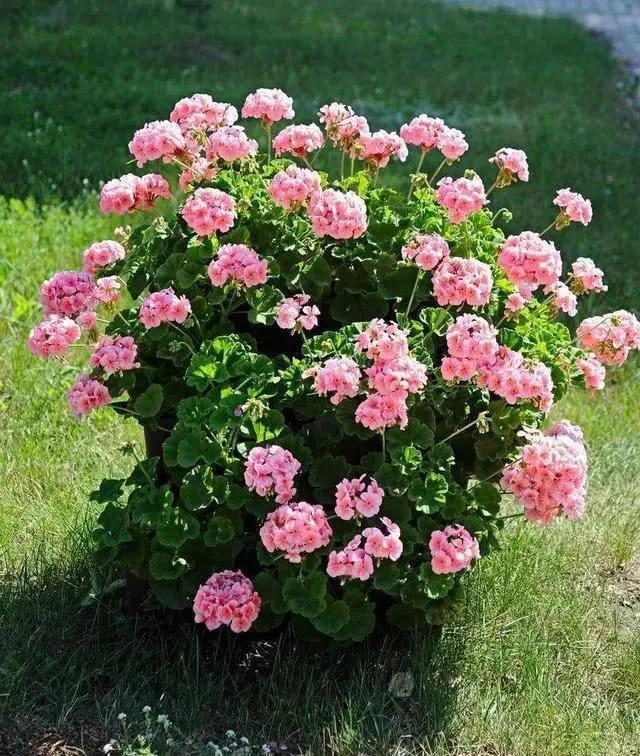 驱蚊的花哪一种最好养,这8种花随便养一盆蚊虫不敢来