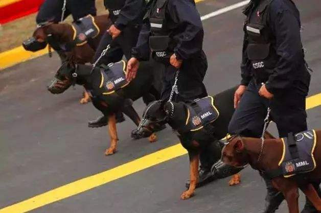 忠诚懂事可爱的狗狗请善待它们,这6种狗狗再爱也别碰会崩溃