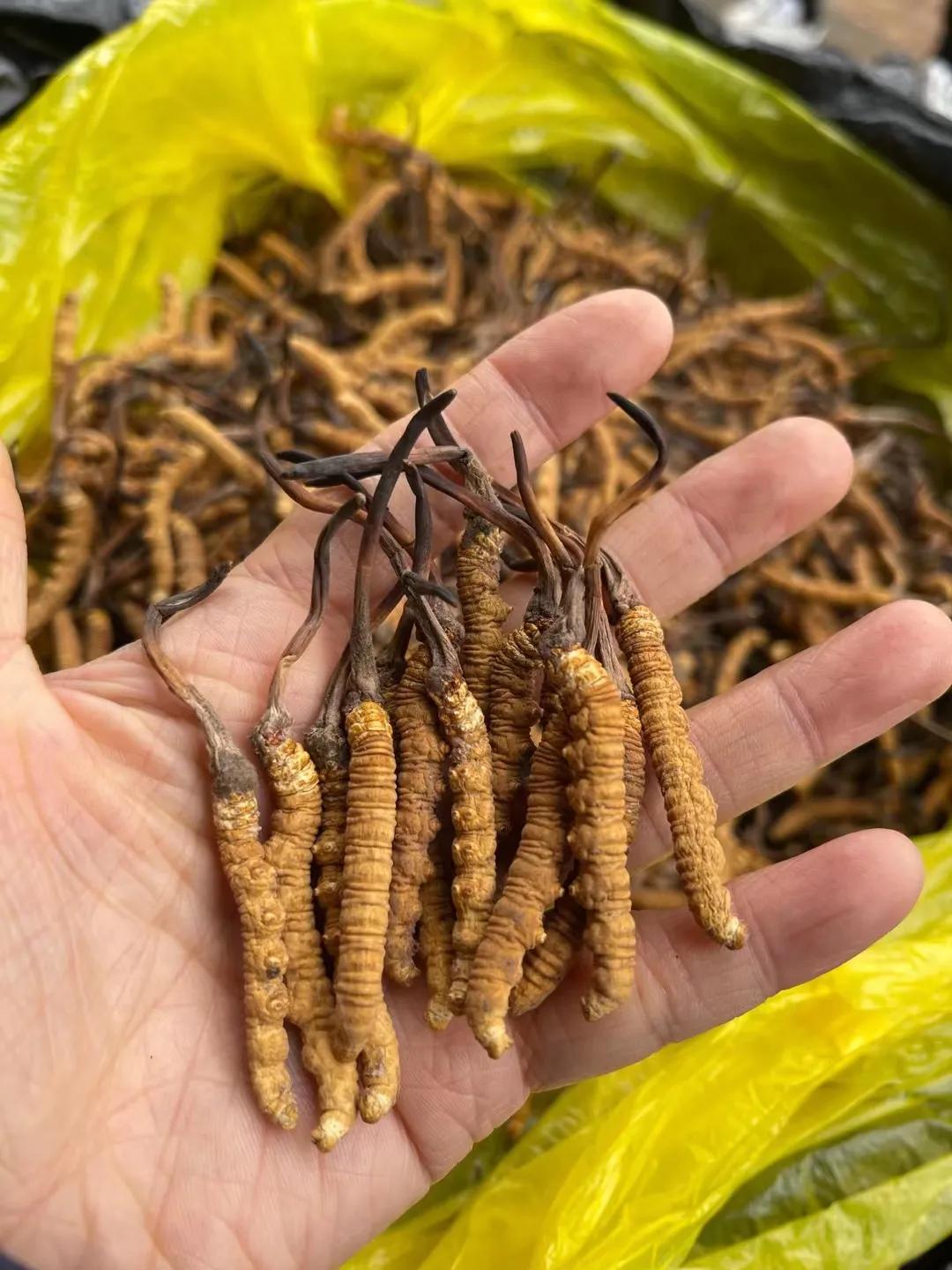 冬虫夏草炖鸡汤放什么材料最好呢,冬虫夏草的最佳吃法虫草炖鸡
