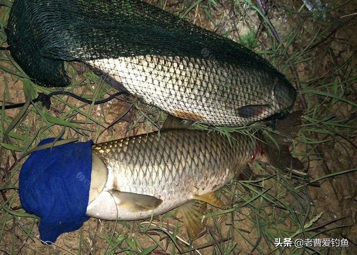 自制谷物窝料简单方便诱鱼效果好,西部风五谷杂粮玉米窝料2500克