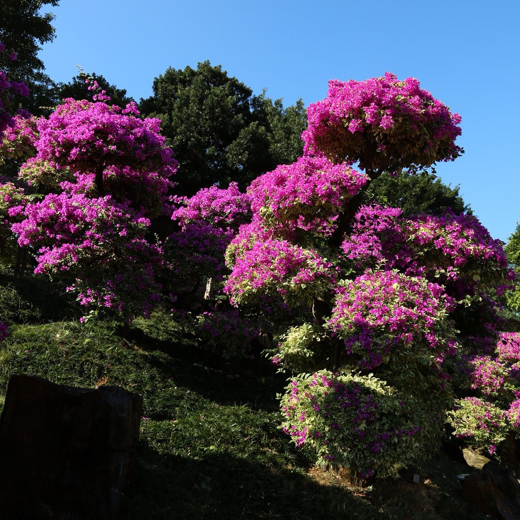 香港志莲净苑地图,香港志莲净苑好玩吗