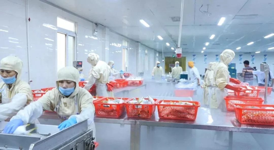 仅靠“两条鱼”，这位潮商白手起家缔造出二十亿年产值的渔业王国