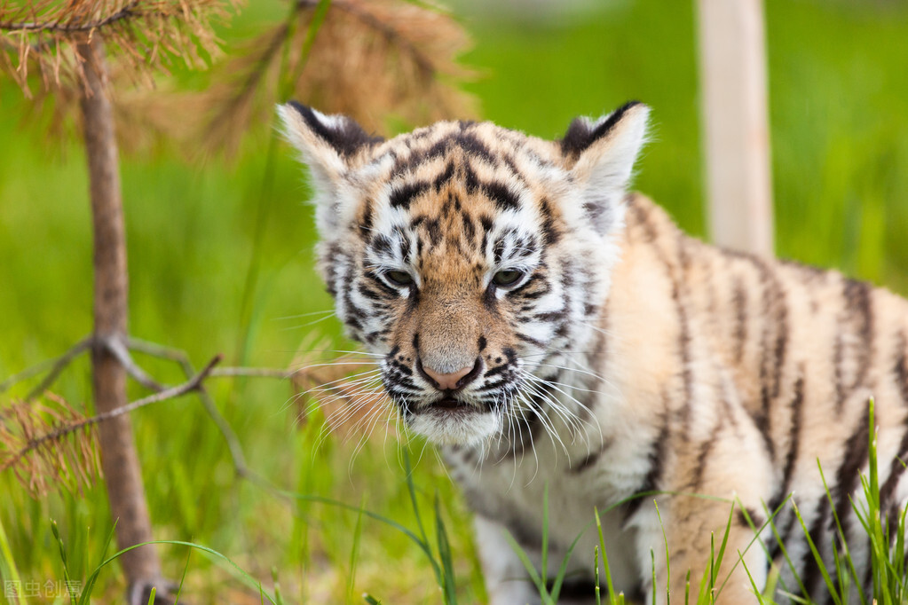 为什么要把一只雄狮放在老虎群里,老虎为什么是独居而狮子却是群居