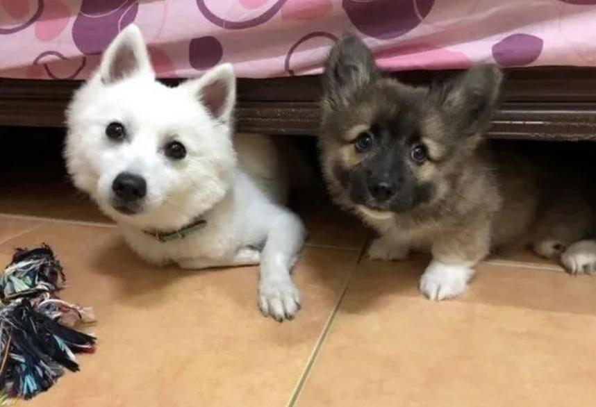 养了一只柯基狗,养了一只柯基是什么样子