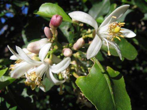 花语大全100种花的花语,100种象征着爱情的花的花语