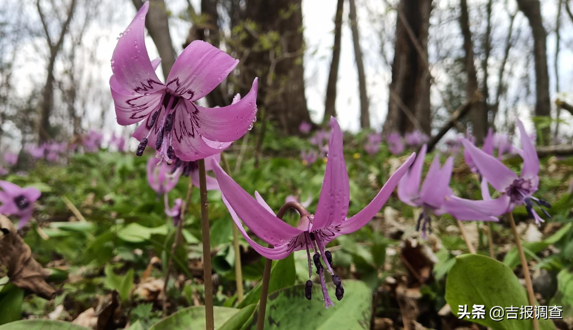 竞相怒放的猪牙花把靖宇所有的山坡装点得妩媚动人！